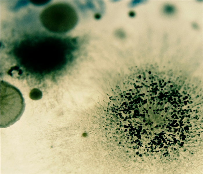 mold spores
