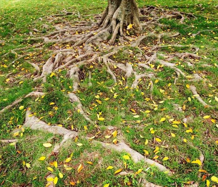 image of tree roots visibly sticking out of the ground in a yard